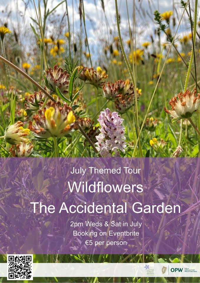 Wildflowers: The Accidental Garden