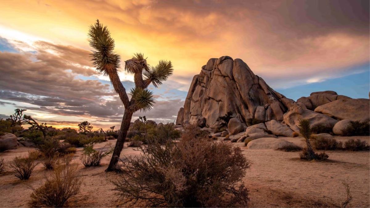 Joshua Tree National Park Day Trip