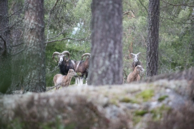 INSTÄLLT PGA FÖR FÅ ANMÄLDA Skyttedag på Flens skjutbana