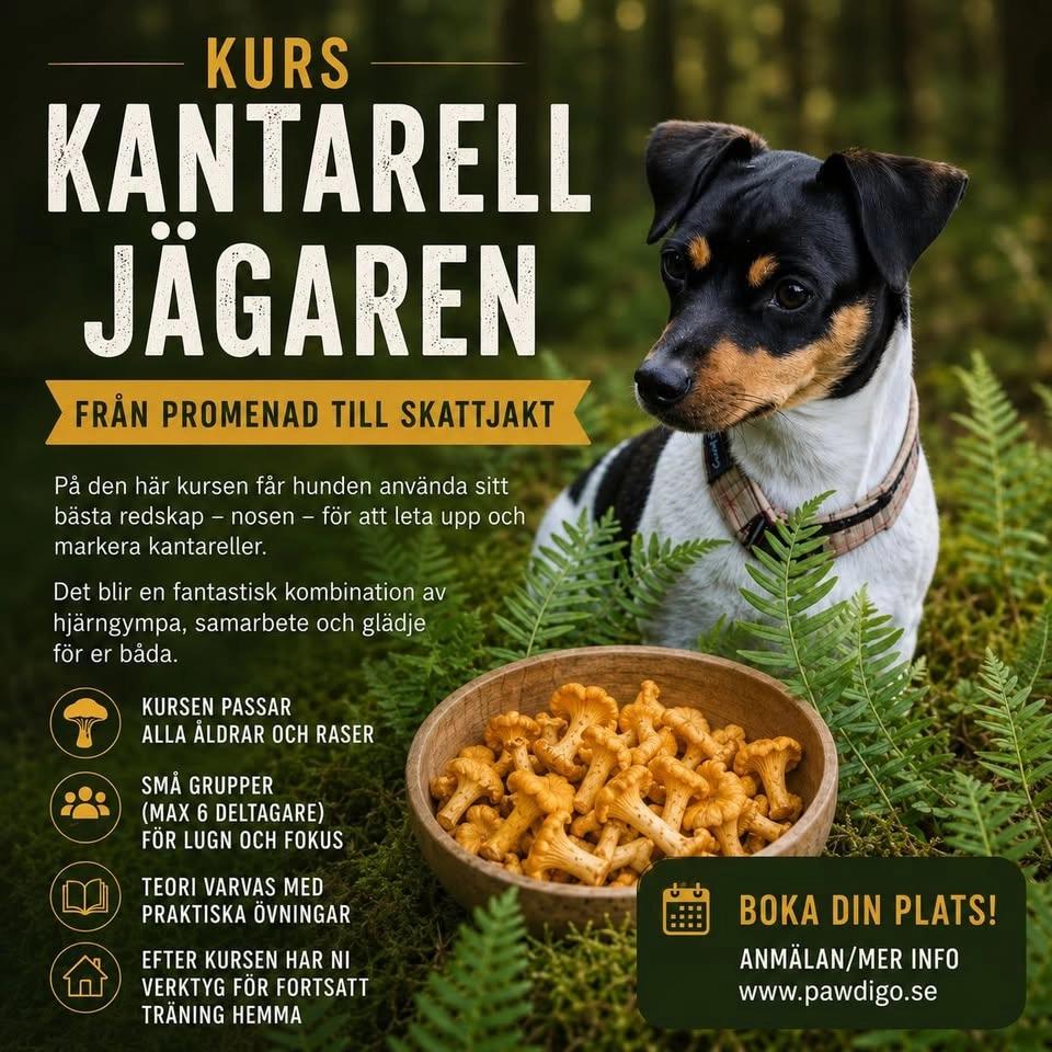 Kantarelljägaren
