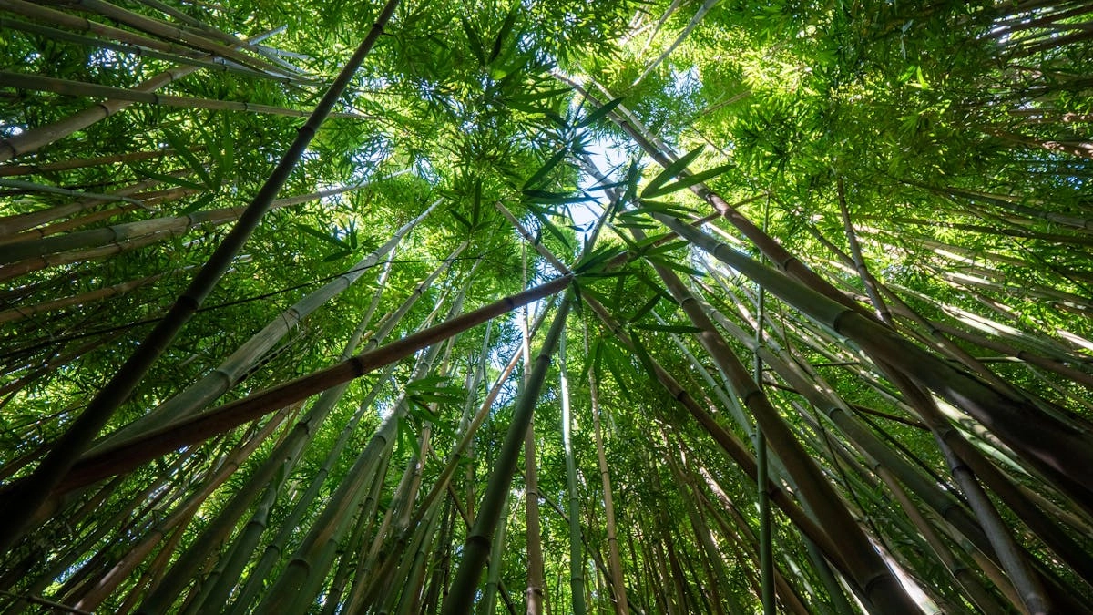 Rooted Together - A Father's Day Artisan Experience