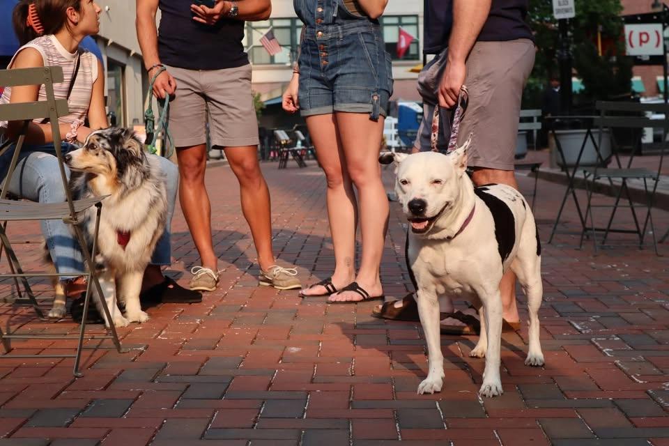 Pup Street 🐾 Canine Carnival