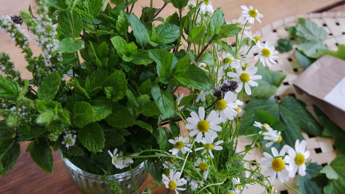 Workshop: Cultivating Medicinal Herbs: Chamomile, Peppermint & Lemon Balm