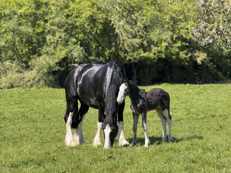 ❤️ Heart Trees Heavy Horse Open Day 2026 ❤️