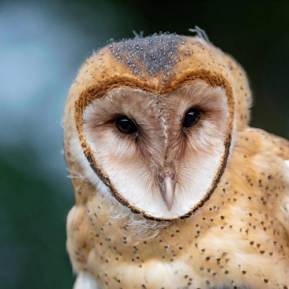 Barn Owl Banding