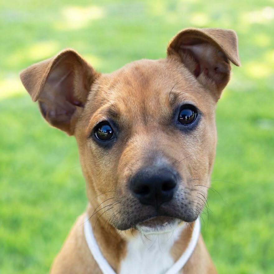Dog Training: Puppy Stars (Oakland)