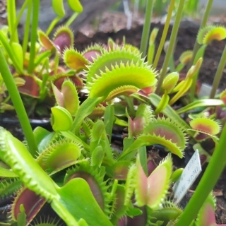 Sales exhibition of carnivorous plants
