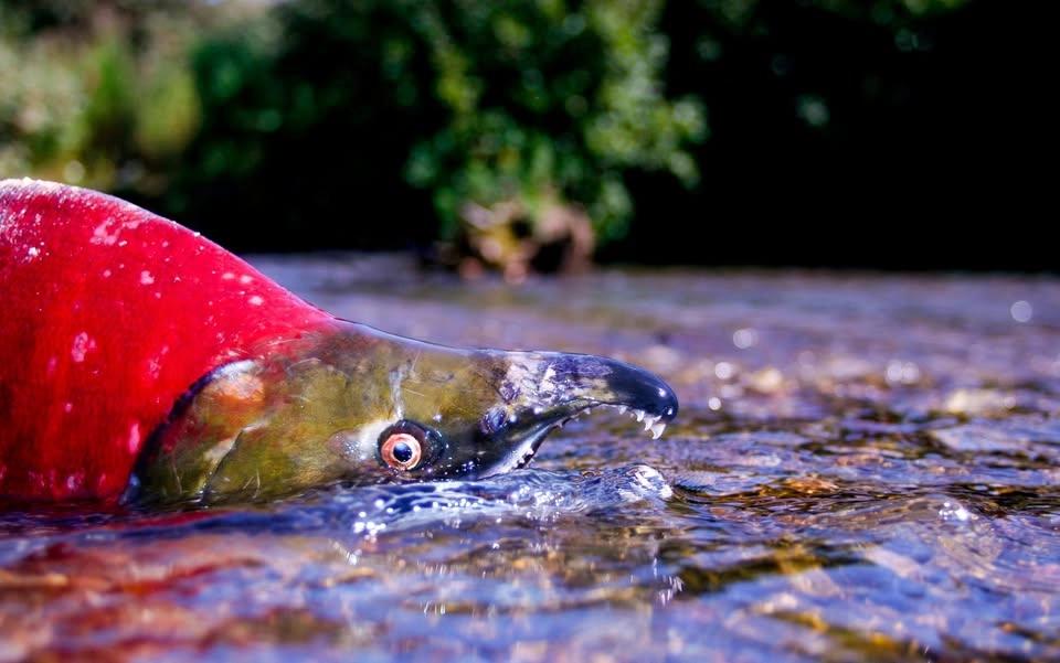 JBER Sport Fishing in Alaska Course