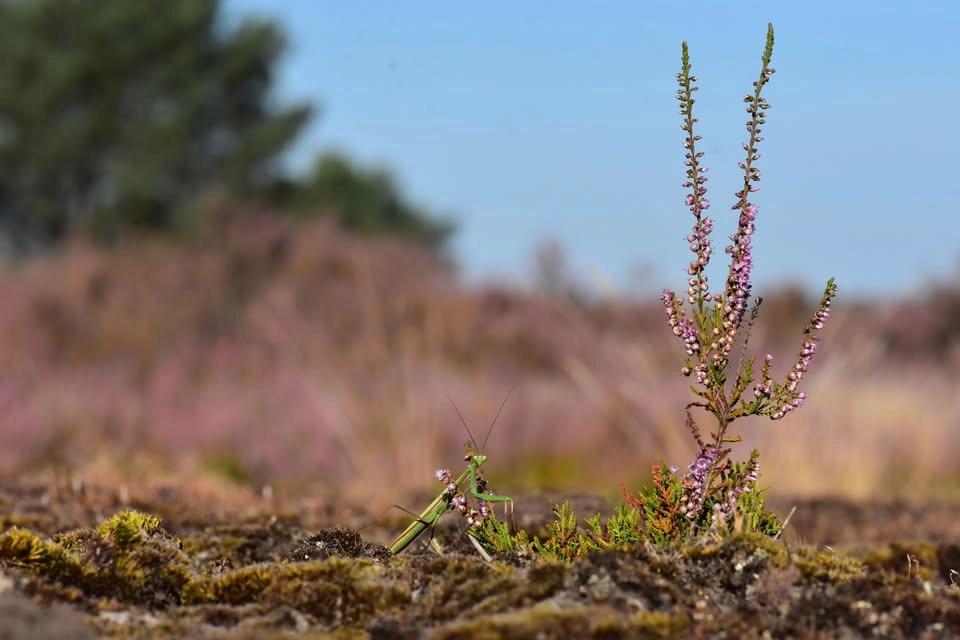 RangerTour: Versteckte Welten III