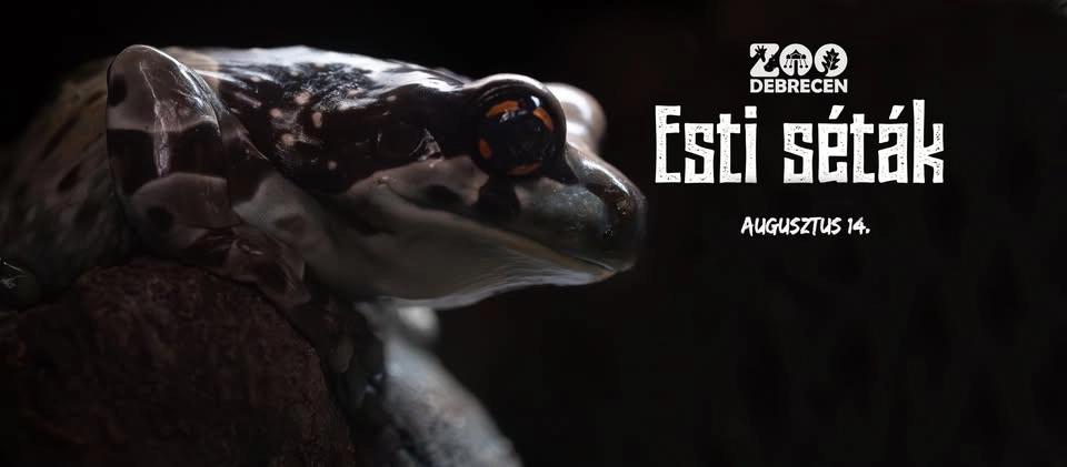 Esti séta VI.