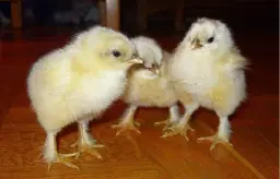 Höns och prylmarknad i Himmer Odensbacken