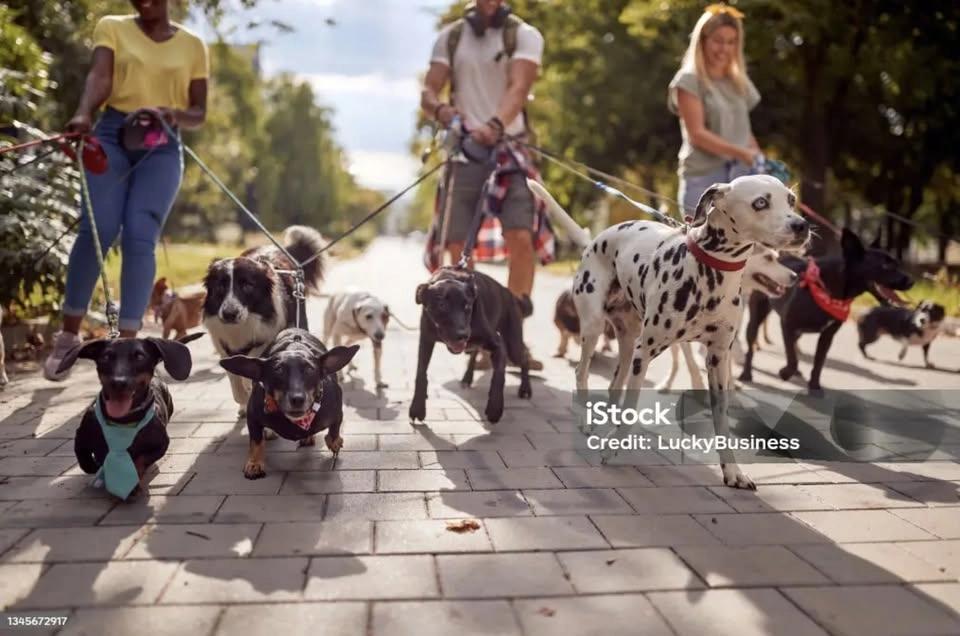 Hundparad genom centrum på nationaldagen! Kl 12.00