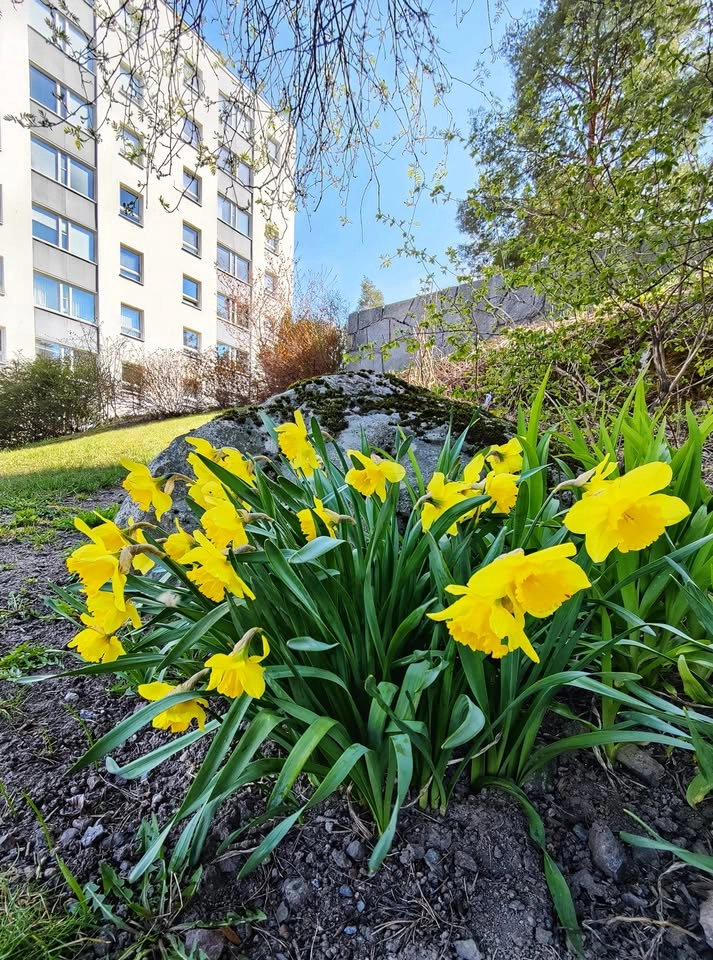 10 maj – Städdag