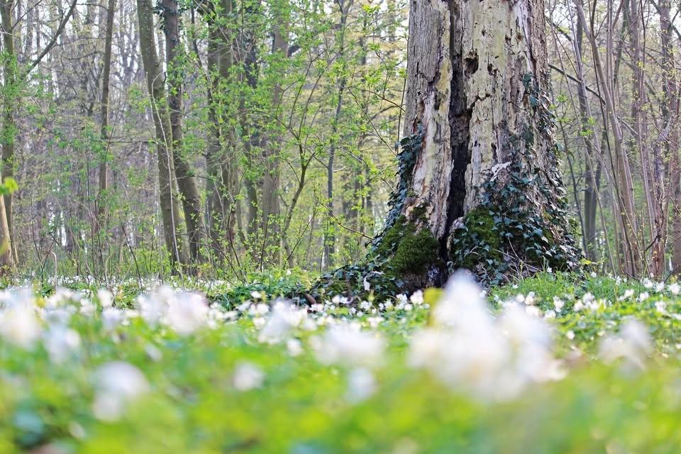 Skogsbad i Djurgårdens skog