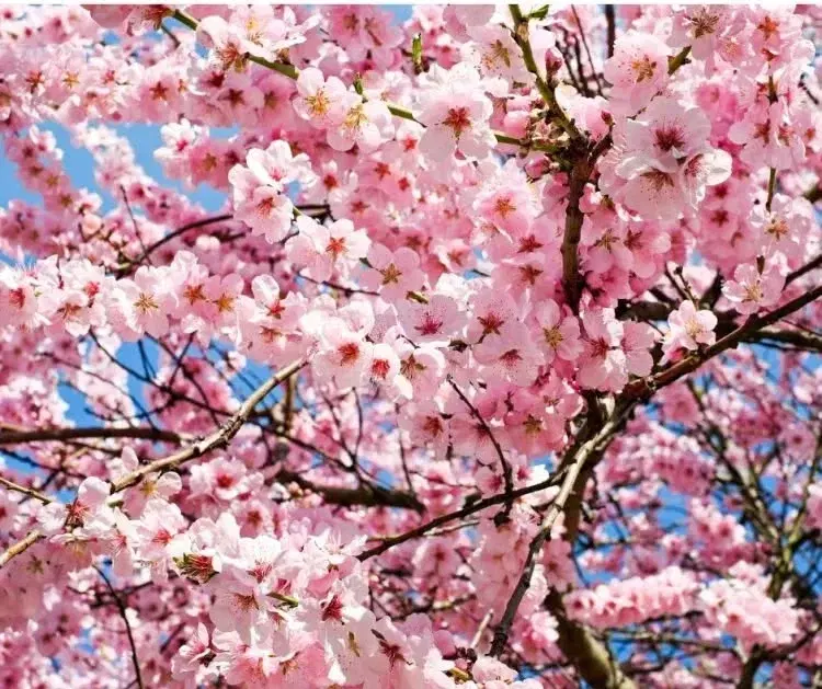 Nashville Cherry Blossom Festival - April 11 - Free