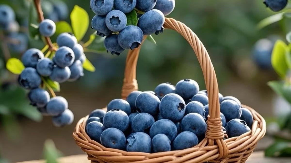 Seasonal Blueberry Picking