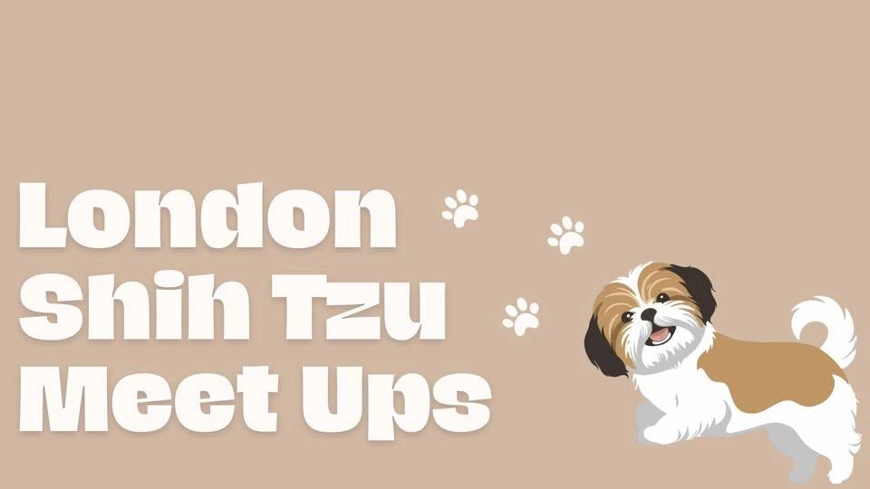 London Shih Tzu Walk & Meet - Sunday 28th Jun 2026