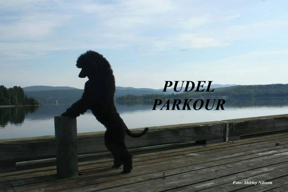 Pudel-Parkour prova på dagtid