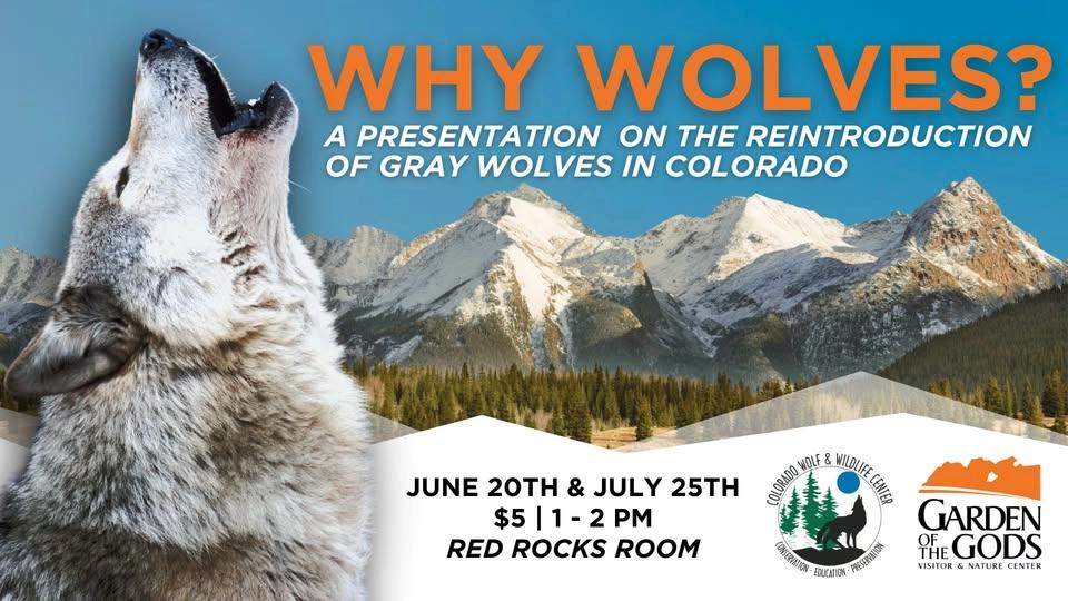 Why Wolves in Colorado?