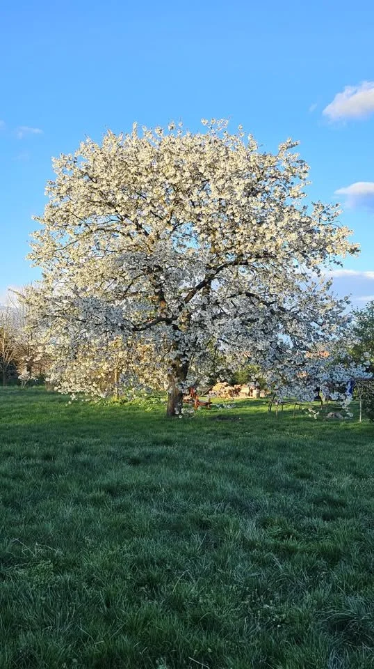 Iboga Healing Květen 2026