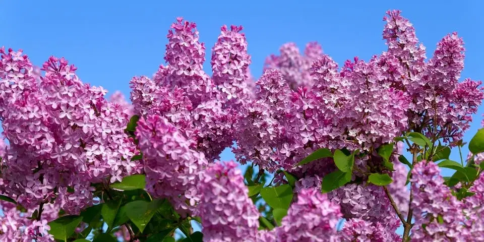 Lilac Festival