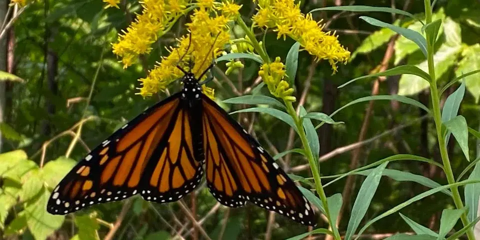 Earth Day: Free Admission at the Bird Sanctuary