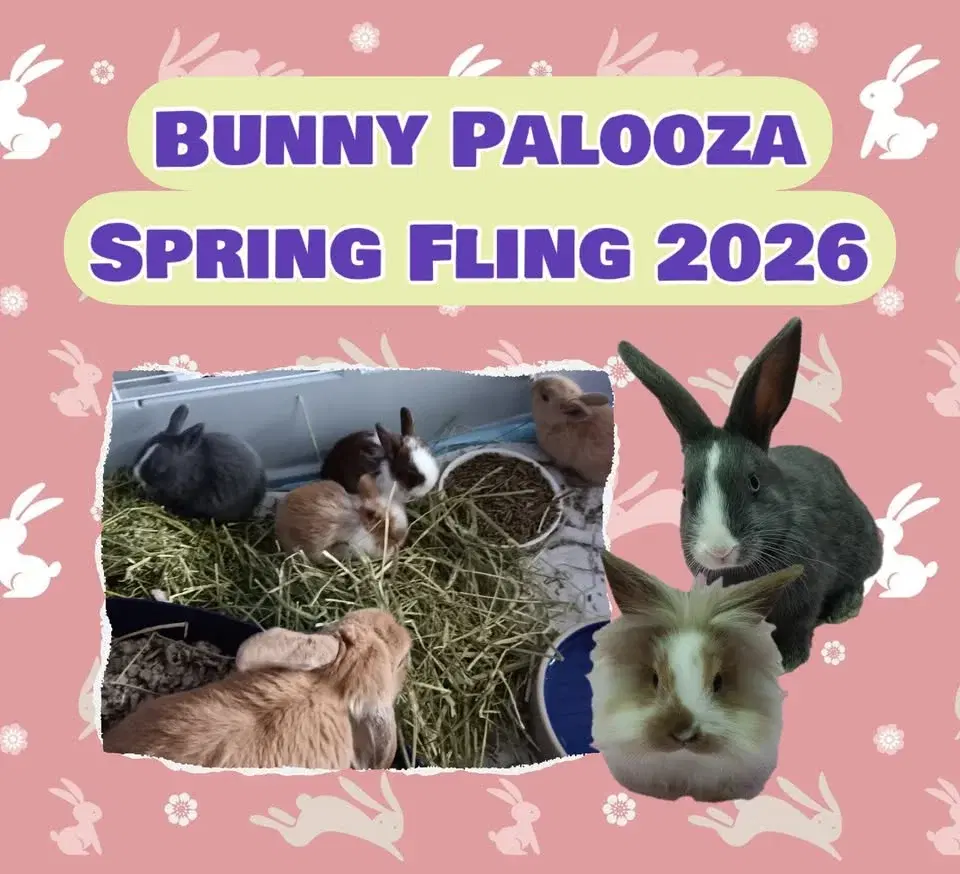 Bunny Palooza