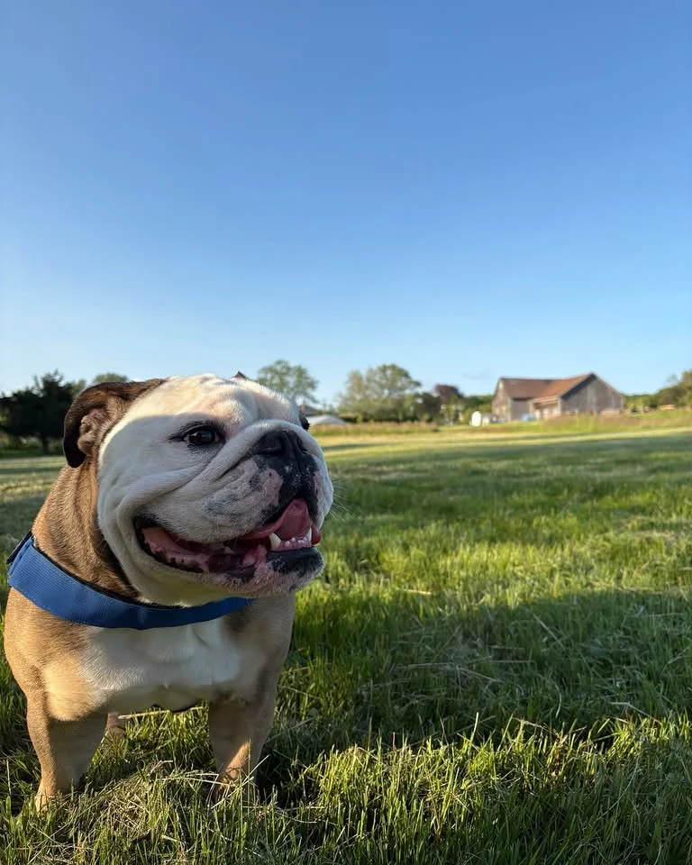 Hudson's Bulldog meet up! - All bully breeds welcome!