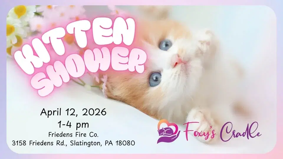 Kitten Shower 2026