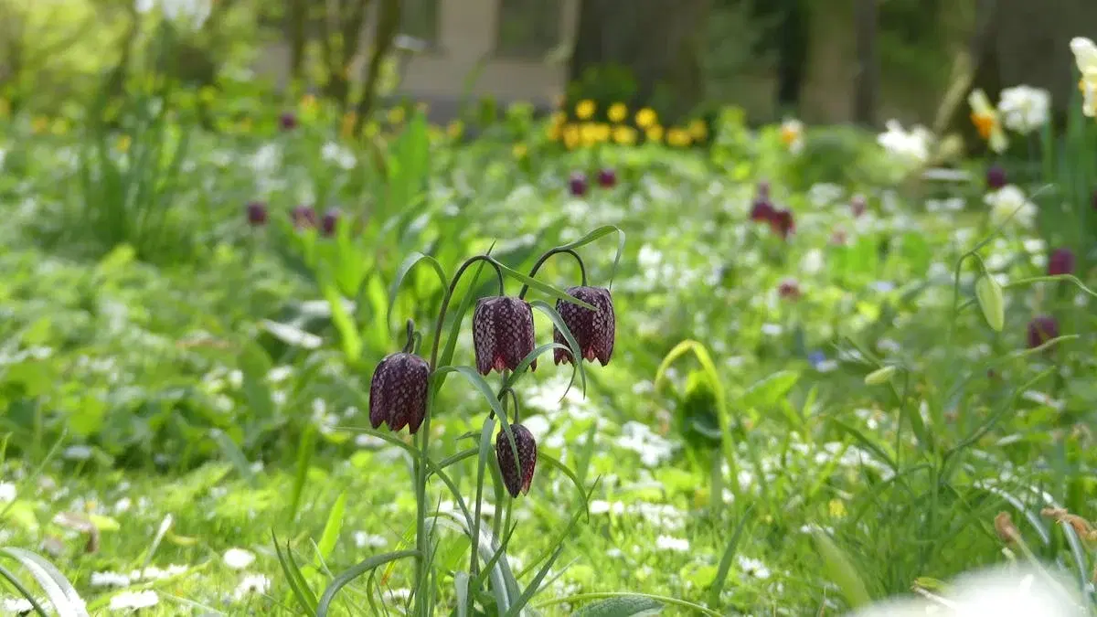 Guidad visning i Botan