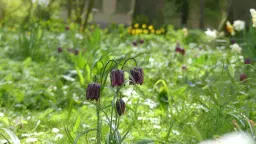 Guidad visning i Botan