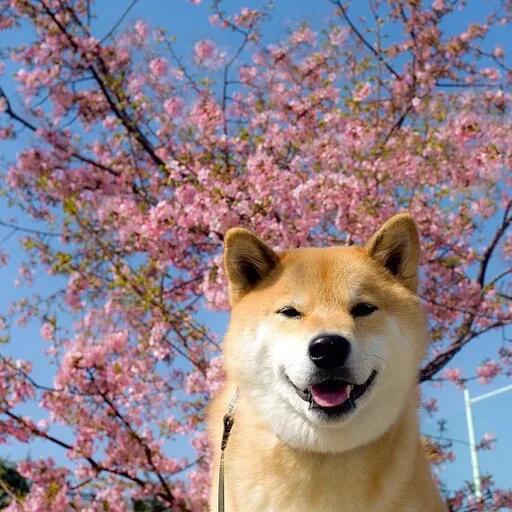 SHIBAPARAD på Körsbärsblommans dag