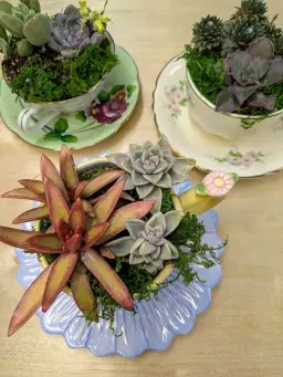 Mom & Me: Teacup Succulent Workshop