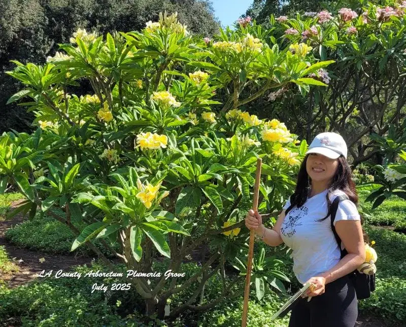 2026 Plumeria Festival