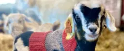 Goats in Coats Easter Festival 2026 - Meet our 70 Baby Cashmere Goats in Hand-knitted Jumpers