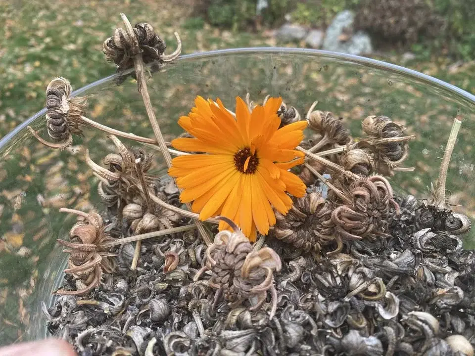 đ±Kom och gör fröpĂ„sar!