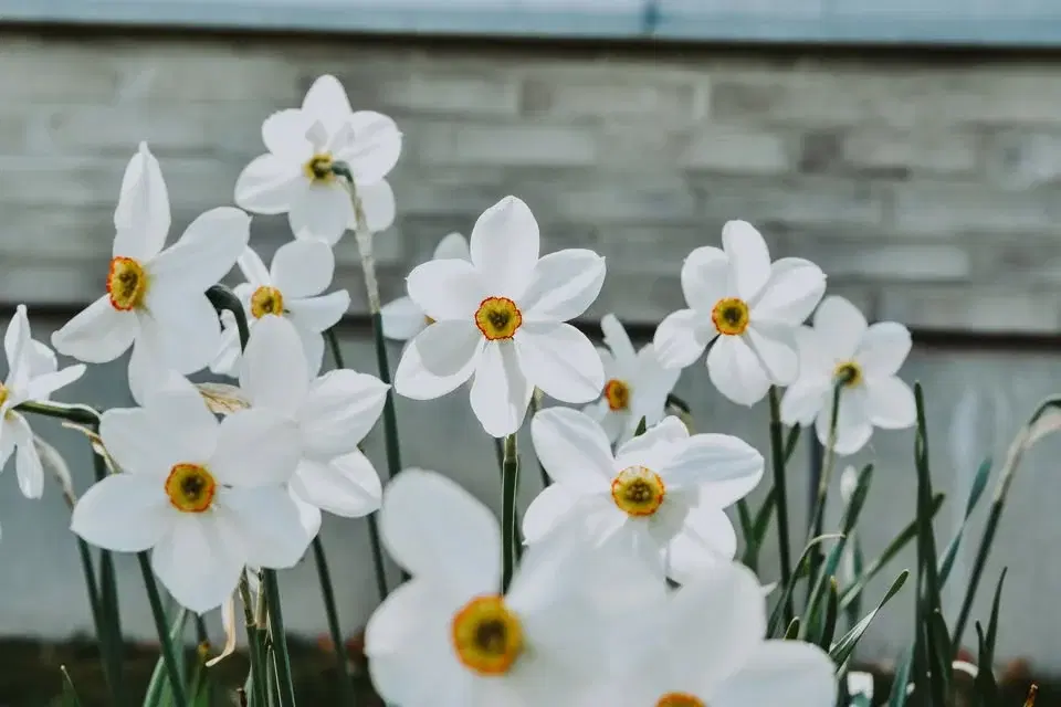 Påsk i trädgårdarna
