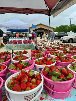 City of Tuscaloosa Farmers Market - Spring Market and Strawberry Fest