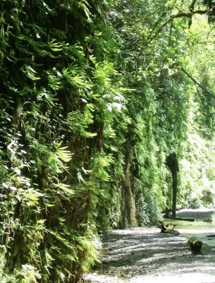 Fern Canyon Day Hike *Registration & Fee Required*