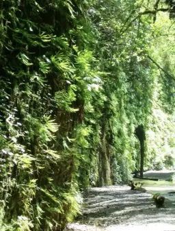 Fern Canyon Day Hike *Registration & Fee Required*