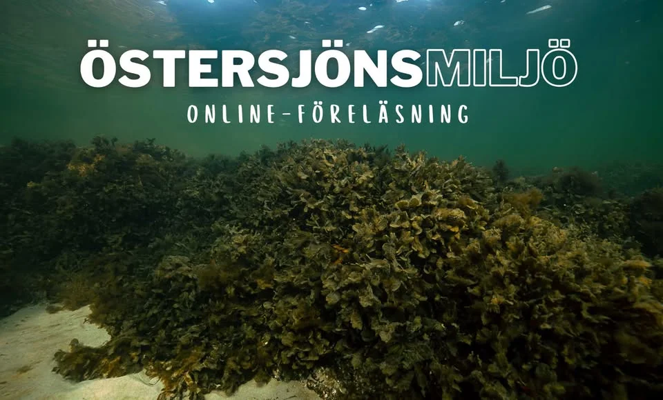 Östersjöns Miljö online-föreläsning