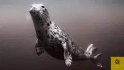 The Selkie's Call - Day Retreat