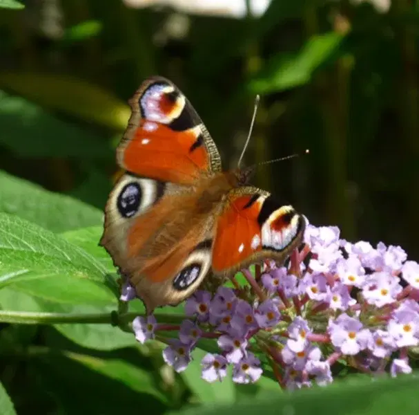 Butterfly Identification Workshop