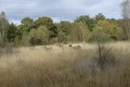 Hiking: Milford to Haslemere Walk - Sat 11 Apr 2026