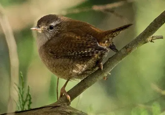 Birds and Birdsong tour