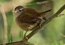 Birds and Birdsong tour