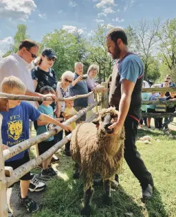 Sheep Shearing Days 2026 (Day 01)