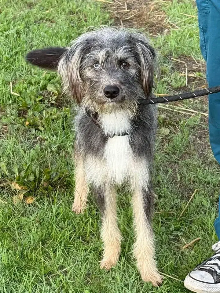 Paws for a Cause Dog Walk-a-thon