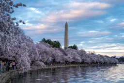 Cherry Blossoms - D.C. Express Red-Eye Bus Trip