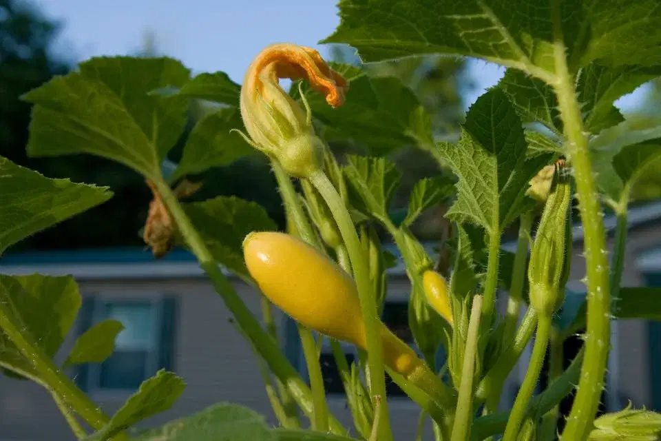 Spring into Vegetable Gardening